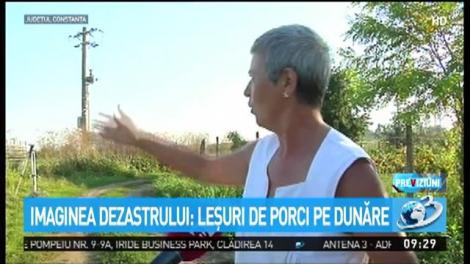 Imaginea dezastrului: Leșuri de porci pe Dunăre