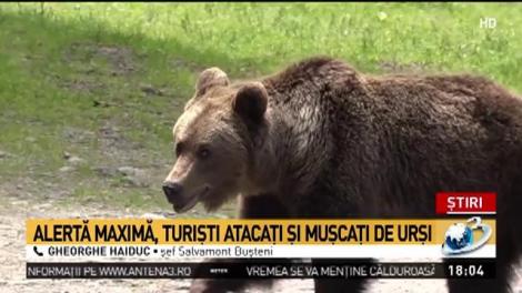 Alertă maximă &icirc;n zonele de munte. Turiştii sunt atacaţi de urşi
