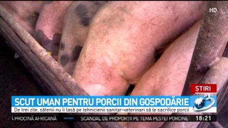 Scandal de proporţii pe tema pestei porcine &icirc;ntr-o comună din Brăila