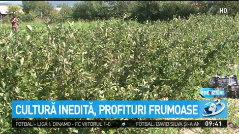 Cultură inedită, profituri frumoase. Ce fruct cultivă un t&acirc;năr din Mureş