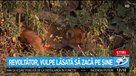 Revoltător. Vulpe lăsată să zacă pe șinele tramvaiului, în București