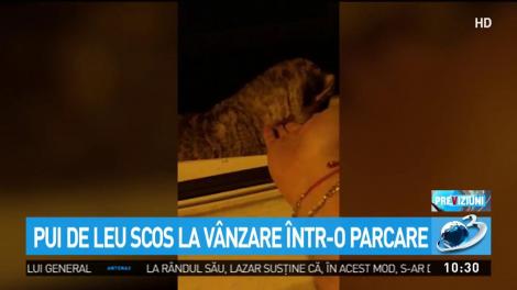 Pui de leu scos la v&acirc;nzare &icirc;ntr-o parcare din Timişoara