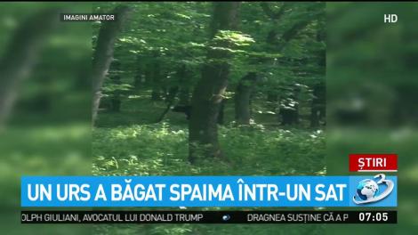 Un urs a băgat spaima &icirc;ntr-un sat din Mureş