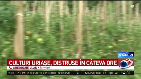 Alertă: Culturi din localităţi &icirc;ntregi, distruse din cauza unei insecte