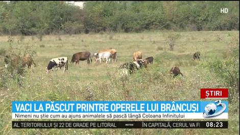 Vaci la păscut, printre operele lui Br&acirc;ncuşi