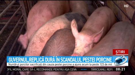 Guvernul, replică dură &icirc;n scandalul pestei porcine