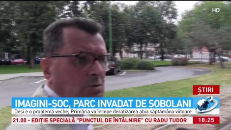 Imagini revoltătoare. Şobolani &icirc;ntr-un parc din centrul oraşului Arad