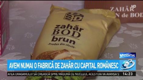 Recolta de sfeclă de zahăr, compromisă de ploi