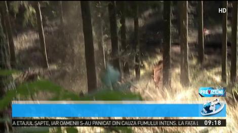 Suprafeţele &icirc;mpădurite scad simţitor