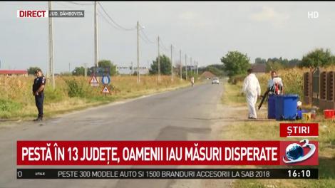 Măsuri disperate din cauza pestei porcine! Animale tăiate &icirc;n miezul nopții