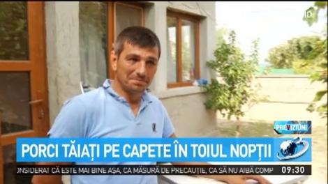 Porci tăiaţi pe capete în toiul nopţii