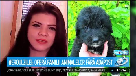 Loredana Palcovici, tânăra care oferă familii animalelor fără stăpân