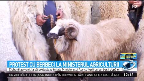 Ciobanii, protest cu berbeci la Ministerul Agriculturii. Petre Daea: Trebuie să creștem performanța