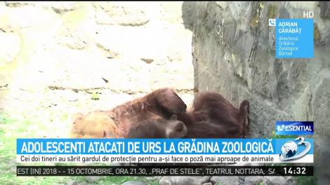 Adolescenţi atacaţi de urs după ce au vrut să facă un selfie l&acirc;ngă cuşcă