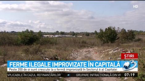 Ferme ilegale improvizate &icirc;n Capitală