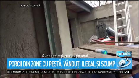 Porcii din zone cu pestă, v&acirc;nduţi ilegal şi scump