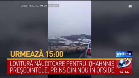 O turmă de oi a blocat complet traficul