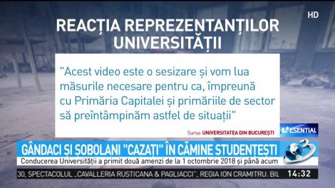 Căminele Universităţii Bucureşti sunt &icirc;mp&acirc;nzite de g&acirc;ndaci şi şobolani