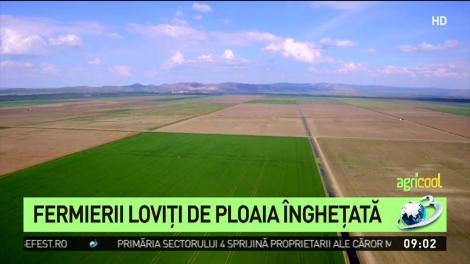 Fermierii loviți de ploaia &icirc;nghețată. Pierderi de aproximativ 15%