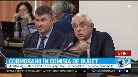 Cormoranii, &icirc;n comisia de buget