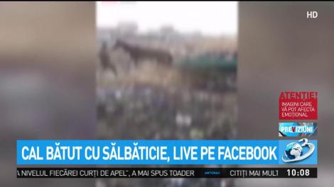 Imagini greu de privit! Un cal este bătut cu sălbătăcie, live pe Facebook! Ce spun agresorii în timpul filmării