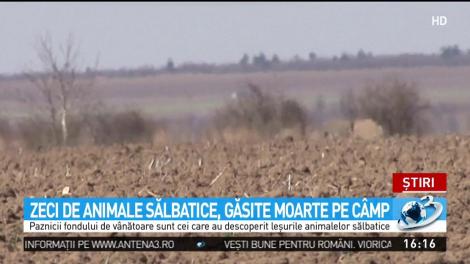 Zeci de animale sălbatice, găsitze moarte pe c&acirc;mp