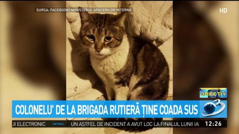 Colonelu' de la Brigada Rutieră ţine coada sus