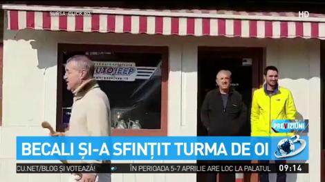 Gigi Becali a ieșit cu oile pe stradă în Pipera