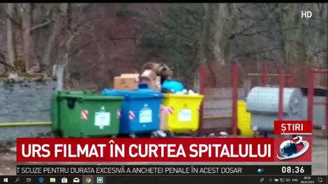 Un urs a intrat în curtea spitalului din Azuga! A fost filmat de pacienți - Video