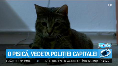 O pisică, vedeta Poliţiei Capitalei
