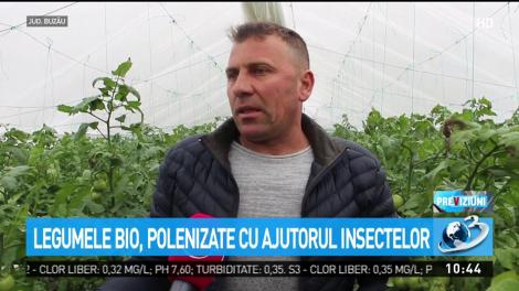 Legumele bio, polenizate cu ajutorul insectelor