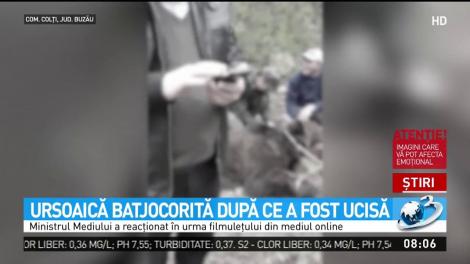 Ursoaică batjocorită după ce a fost ucisă