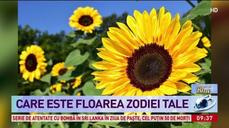 Horoscop de Florii cu astrologul Maria Cojocaru. Ce floare ți se potrivește în funcție de zodie. Vei fi surprins să afli