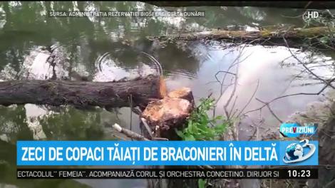 Situație revoltătoare &icirc;n Delta Dunării. Zeci de copaci tăiați