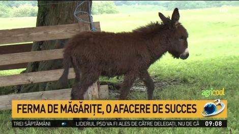 Agricool. Ferma de măgărițe, o afacere de succes