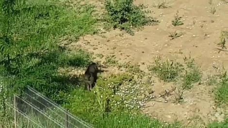 Un porc mistreț a fost prins &icirc;n cartierul Militari din București