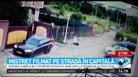 Mistreţ filmat pe o stradă &icirc;n Capitală