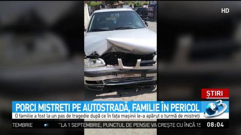 La un pas de o mare tragedie! O întreagă familie era să-și piardă viața din cauza unor porci mistreți