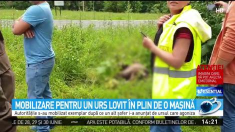Mobilizare pentru un pui de urs lovit &icirc;n plin de o maşină