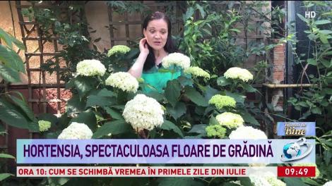 Hortensia, spectaculoasa floare de grădină