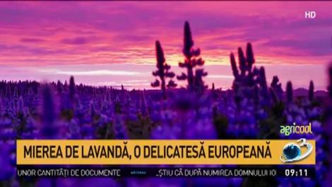 O delicatesă europeană cu beneficii minune pentru sănătate! Mierea de lavandă este un aliat!