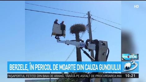 Berzele, &icirc;n pericol de moarte din cauza gunoiului