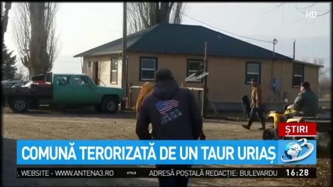 Comună terorizată de un taur uriaş