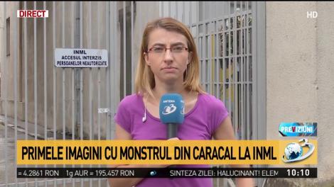 Primele imagini cu monstrul din Caracal la INML