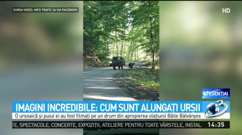 Imagini incredible: Cum sunt alungaţi urşii