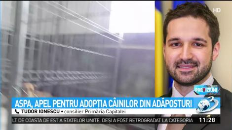ASPA, apel pentru adopţia c&acirc;inilor din adăposturi