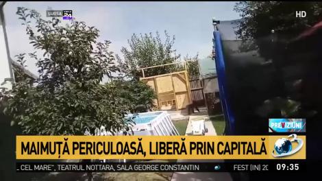 O maimuță periculoasă, liberă în București! Motivul pentru care nu a putut fi capturată imediat! „Poate transmite boli” - Video