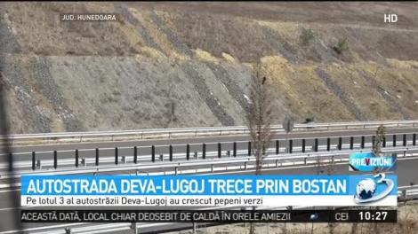 Autostrada Deva-Lugoj trece prin bostan