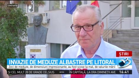 Invazie de meduze albastre pe litoral