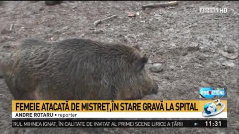Clipe de groază pentru o femeie din judeţul Giurgiu, după ce a fost atacată de un port mistreţ
